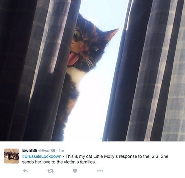 Belgian police give virtual cat food for terror tweet paws