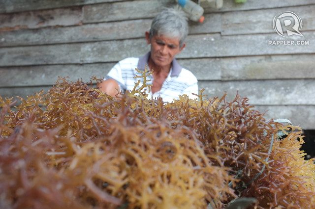 WAY OF LIFE. A seaweed farmer bundles up seaweed for selling in Bongao, Tawi-Tawi 