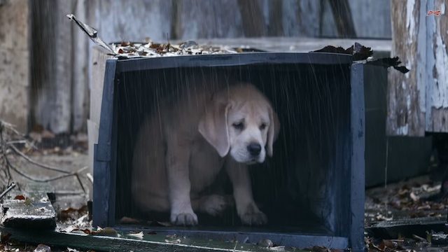 Webhits: Lost dog in Super Bowl