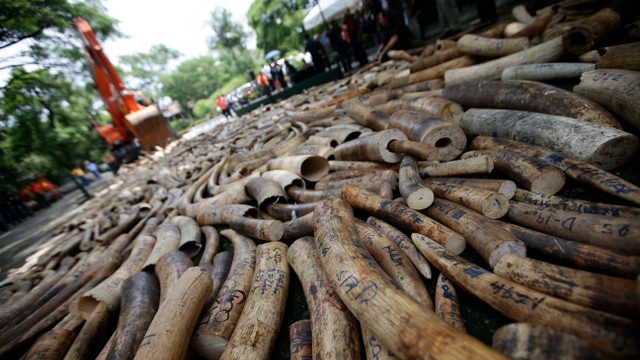 CRUSHING CRIME. A road roller destroys elephant tusks that have been seized from illegal shipments since 2009 and are kept in storage at the Protected Areas and Wildlife Bureau-Department of Environment and Natural Resources (PAWB-DENR) in Quezon City. Photo courtesy of EPA 