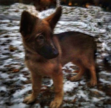 NEW PUPPY. Russia is offering to send France a puppy named Dobrynya to replace Diesel, a Belgian Shepherd killed in a huge raid north of Paris earlier in the week. Photo from the official website of the Ministry of Internal Affairs of the Russian Federation 