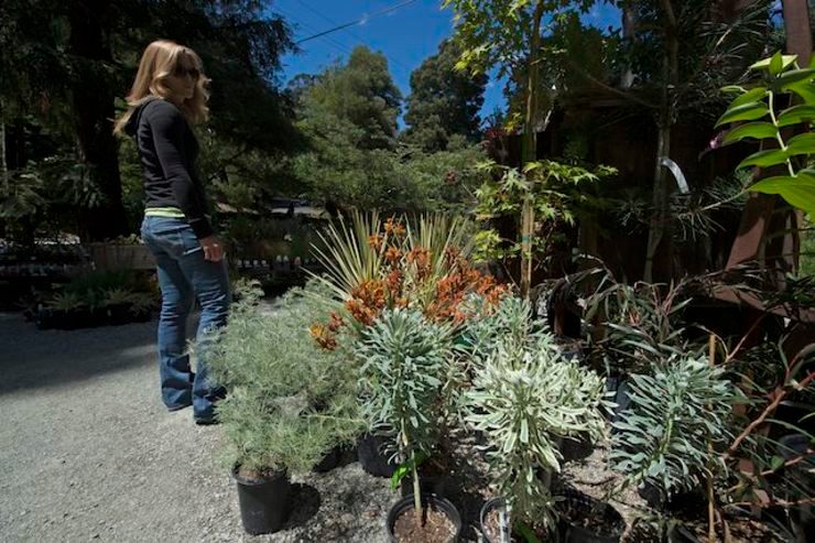 Amid drought, California declares war on lush lawns