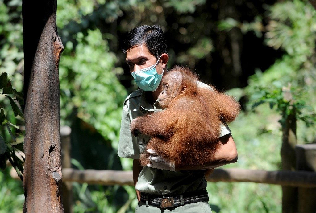 Indonesia’s toxic haze affecting Borneo’s orangutans – rescuers