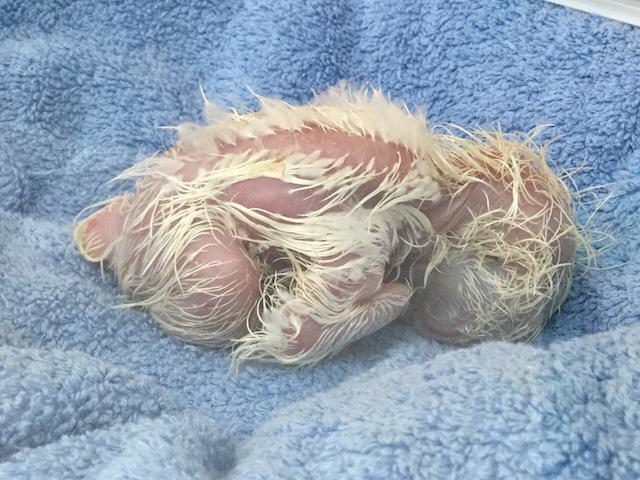 Another Philippine eagle hatches in captivity