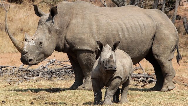 S.Africa rhino poaching up, with 277 killed this year