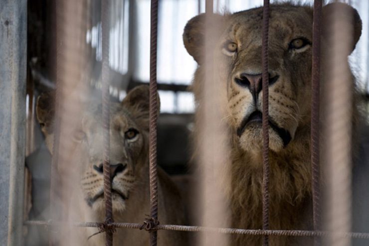 Animals caught in crossfire, trapped at Gaza zoo