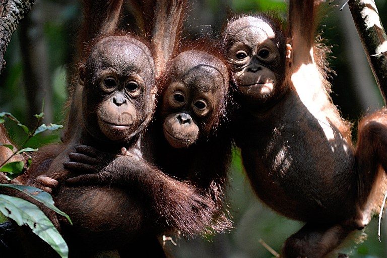 CRITICALLY ENDANGERED. This file picture taken on August 4, 2016 shows three orphaned orangutan babies at the International Animal Rescue centre outside the city of Ketapang in West Kalimantan. File photo by Bay Ismoyo / AFP 