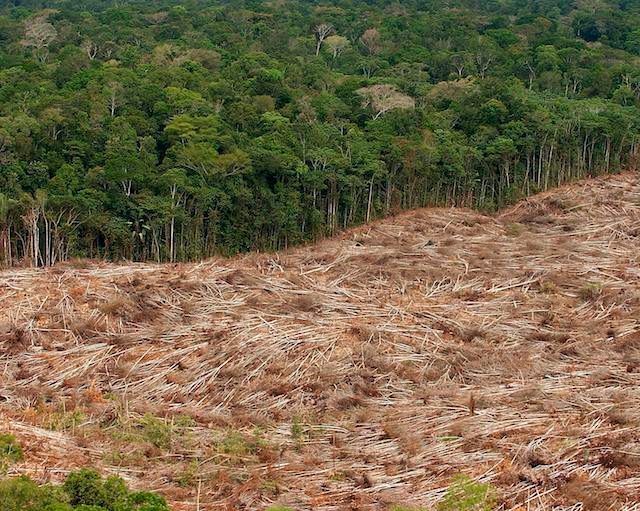 Brazil government claims drop in Amazon deforestation