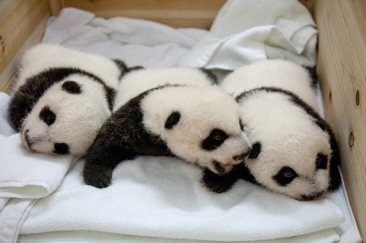 ‘Miracle’ panda triplets open their eyes in Chinese zoo