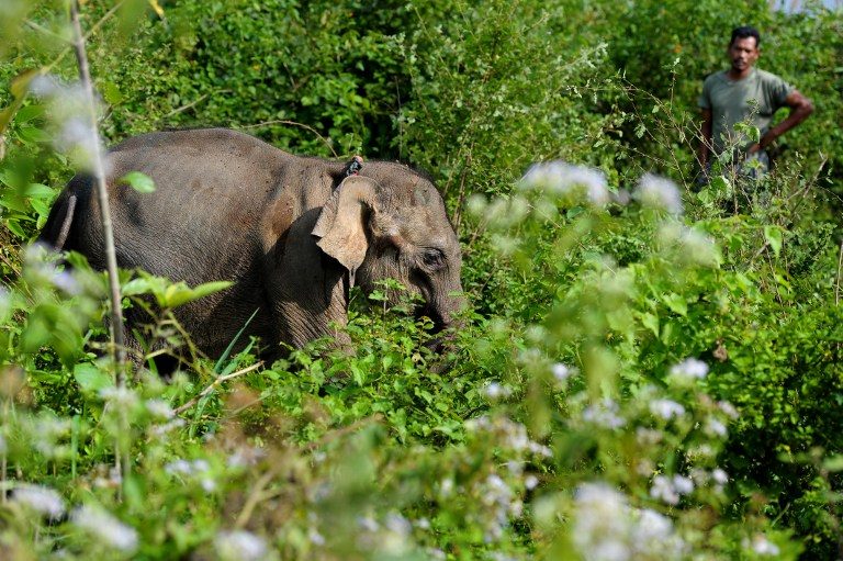Baby elephant rescued near Indonesian palm oil plantation