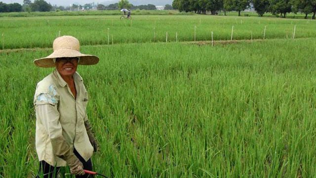 NEDA hits dismal Q2 agriculture output