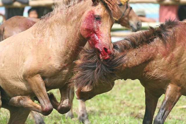 BLOODIED. Most horses die from internal bleeding after powerful kicks from their opponent. Photo by NFA Philippines 