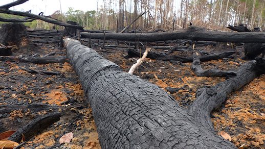 U.N., France raise concern over Amazon wildfires ‘crisis’