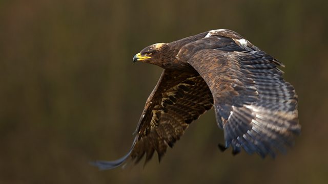 Roaming Russian eagles leave scientists broke