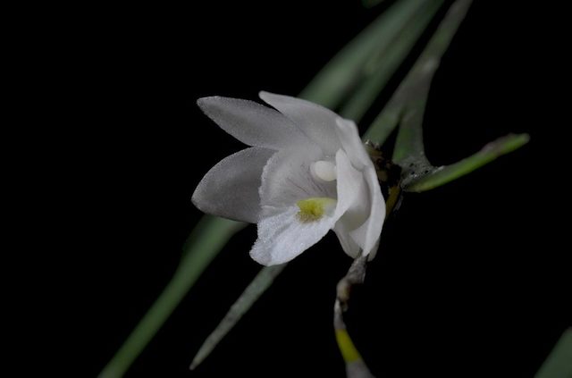 New orchid species found in Philippine forest guerrilla zone
