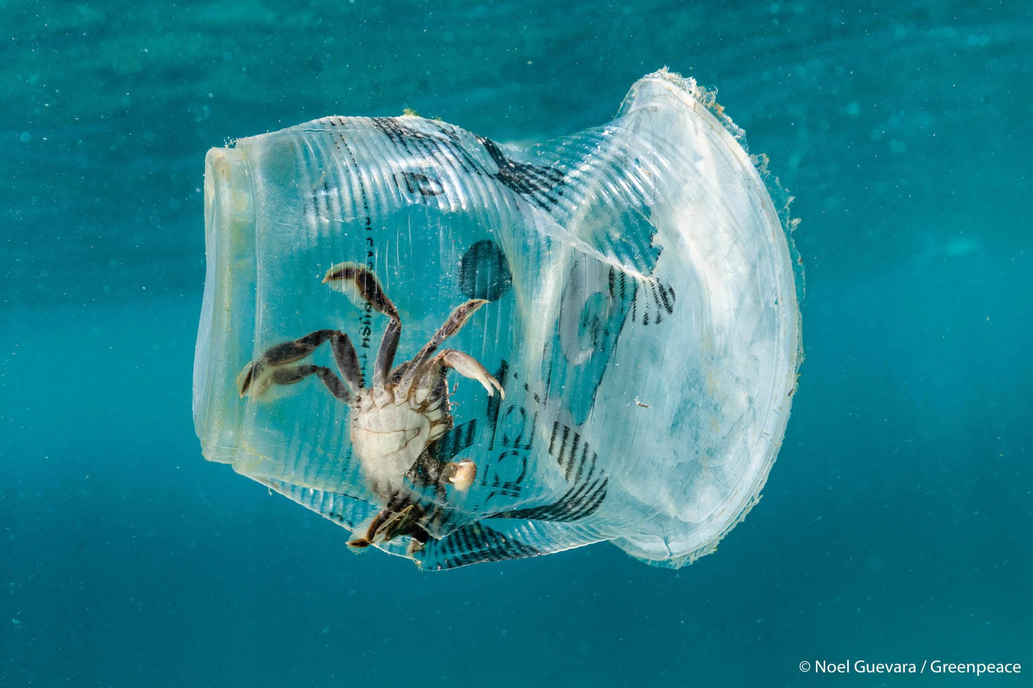 LOOK: Crab trapped in #PlasticMonster goes viral