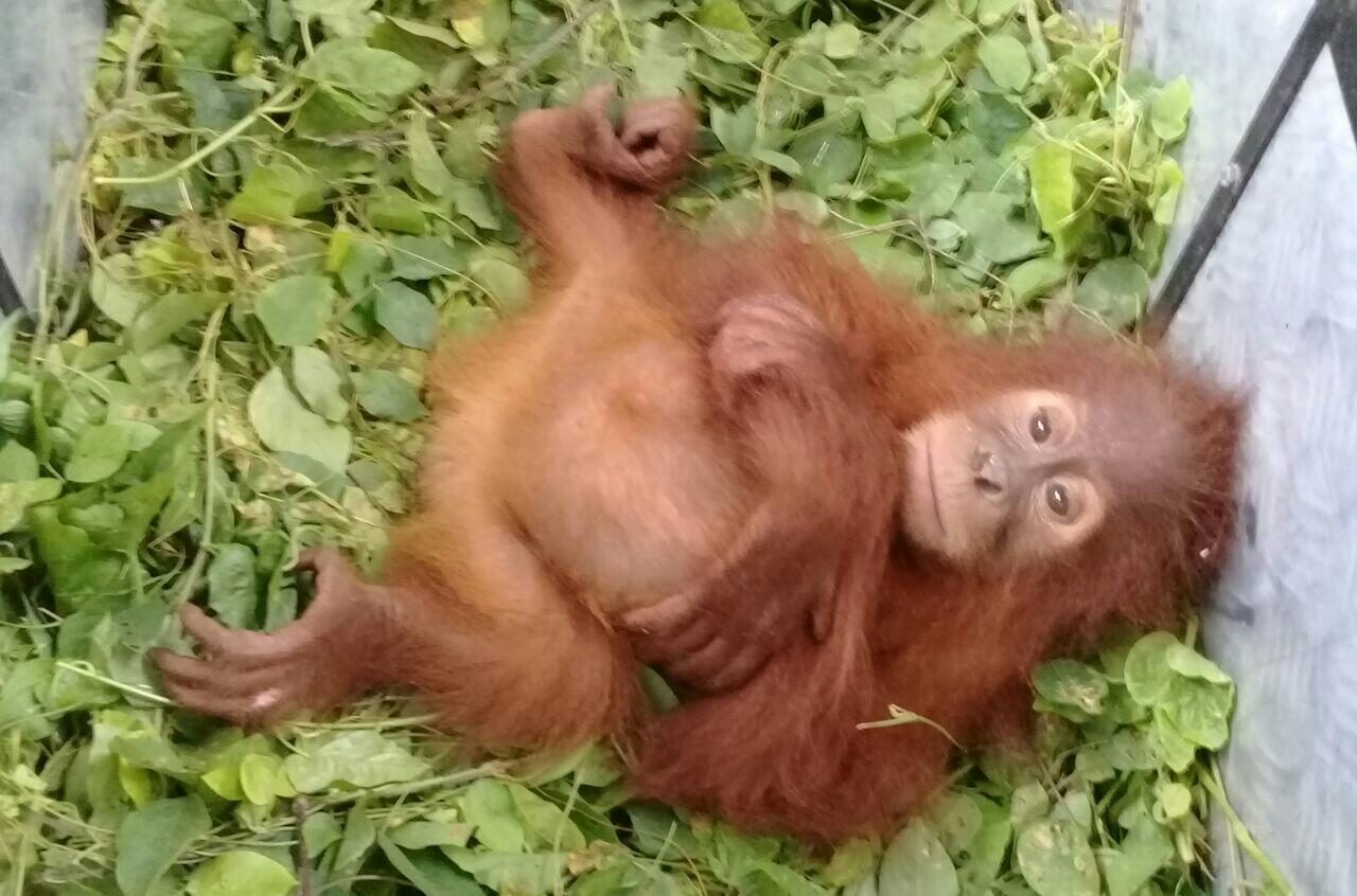 Ditemukan lemas, anak orangutan diselamatkan warga Aceh