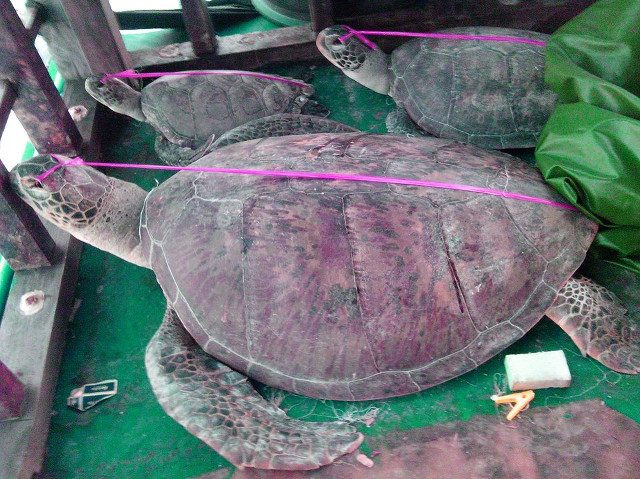 ENDANGERED TURTLES. Photos of poached sea turtles (pawikan) in the Chinese vessel intercepted by the PNP Maritime Group on May 6, 2014. Photo courtesy of the PNP Maritime Group 