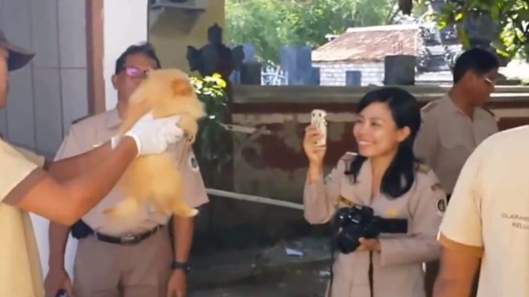 Bali to continue anti-rabies dog cull as gory video emerges