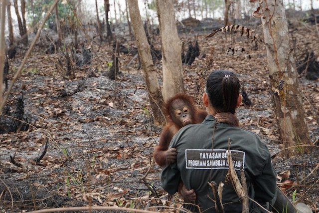  Orangutan digendong petugas, diselamatkan dari kebakaran hutan.