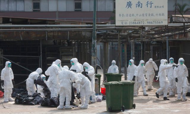 Hong Kong culls 19,000 birds amid avian flu alert