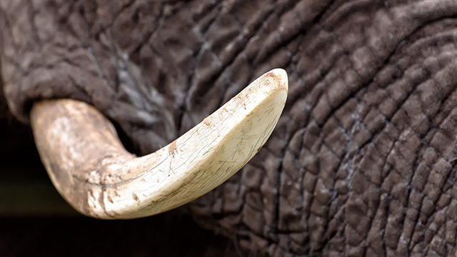 Thousands of animals saved in global crackdown on wildlife crime