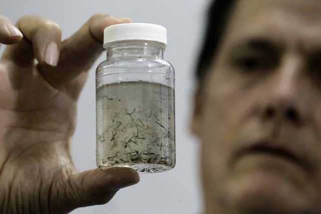 WHO warns of risk of ‘marked increase’ in Zika cases