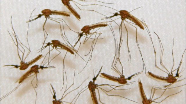 GM mosquitoes open up new front in war on malaria