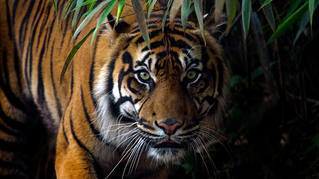 More than 2,300 tigers killed and trafficked this century – report