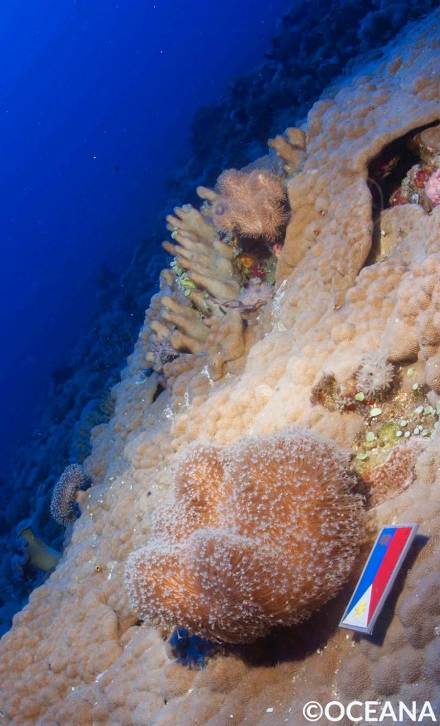 PROTECT. A Philippine flag is placed next to a coral found on the Benham Bank, the country's newest under water territory. Photo credit: Oceana 