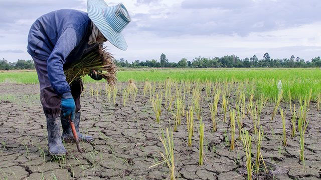 100% crop damage reported in parts of Mindanao due to drought