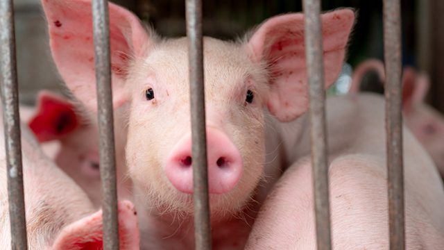 Aklan imposes 90-day ban on live pigs, pork products