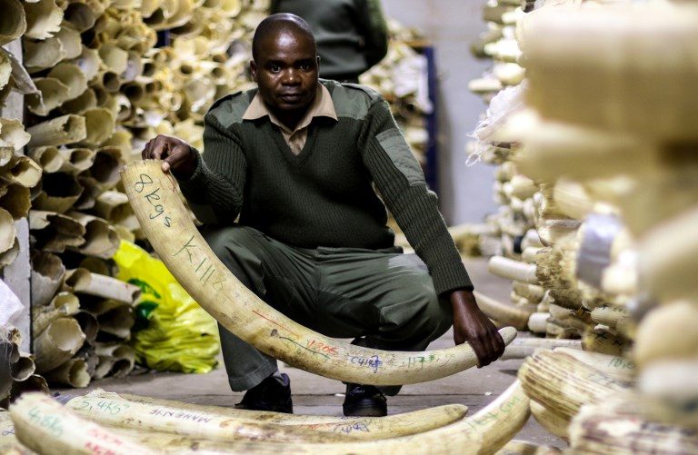Critics hit U.S. over elephant trophy imports