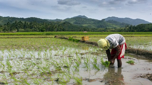 Filipino farmers urged to sell their palay to NFA