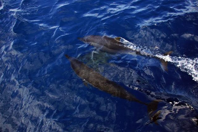 Cebu town mayor: Kill whale sharks, dolphins