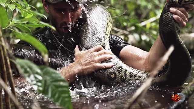 Snake ‘eats’ man wearing ‘snake-proof’ suit in new show