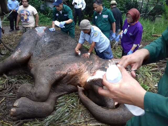 GAJAH SUMATERA. Yani, gajah Sumatera, sedang diobati tim dokter sesaat sebelum mati, pada 11 Mei 2016. Foto: istimewa 
