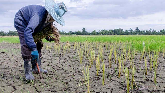 Just realign for El Niño agri funds, don’t ask for more – Drilon