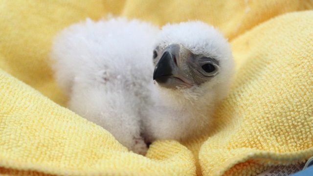 Endangered monkey-eating eagle hatches in the Philippines