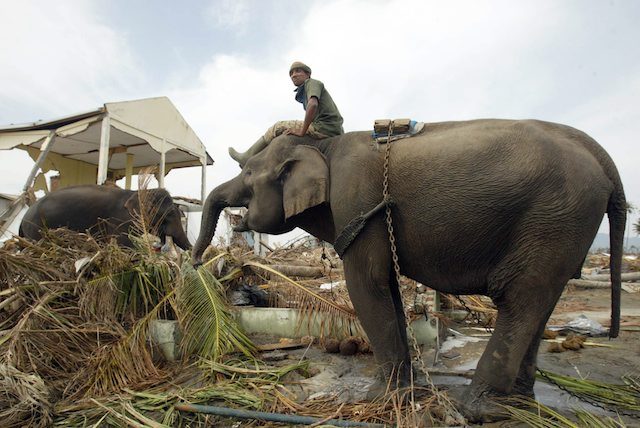 Elephants help the in the task of clearing debris.
