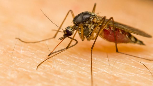 Scientists discover how mosquitoes detect human sweat