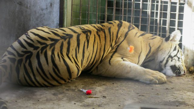 Escaped tiger from flooded Georgia zoo kills man