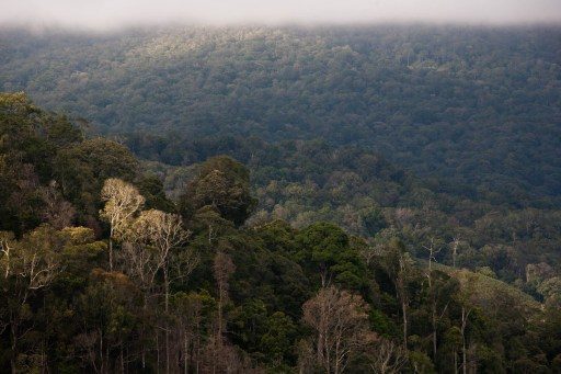 Aliansi masyarakat adat kritik belum jelasnya status kawasan hutan