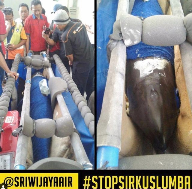 Melanie Subono protes maskapai Sriwijaya Air angkut lumba-lumba ke Balikpapan
