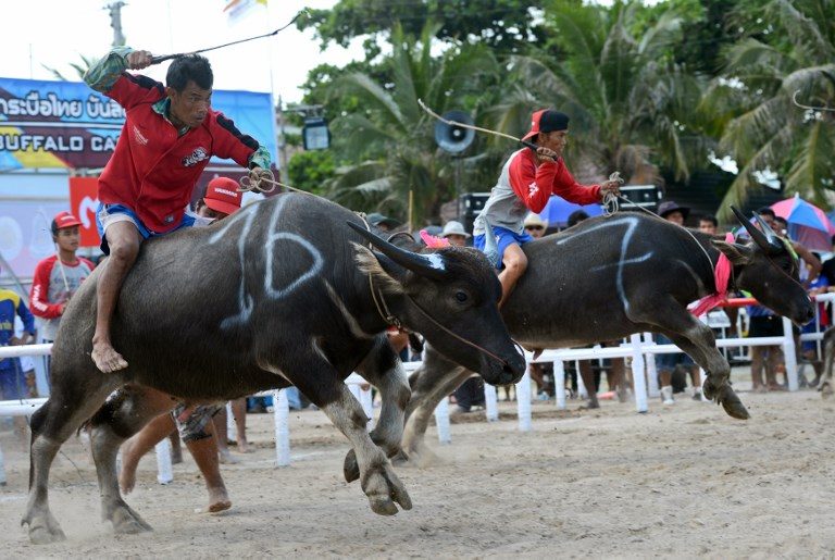 Buffaloes plough through annual Thai racing festival
