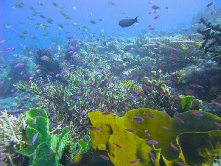 RICH REEFS. Thousands of colorful reef fish, schooling jack fish, and priosmatic corals await divers at Togean Islands. 