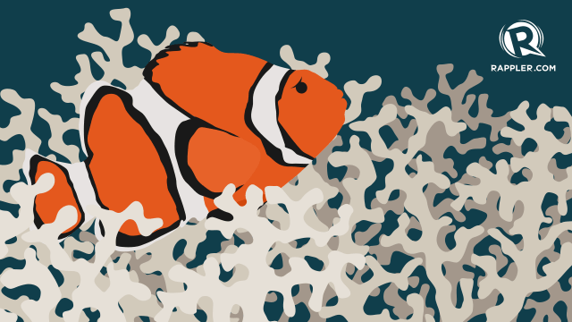 Light pollution puts Nemo’s offspring at risk