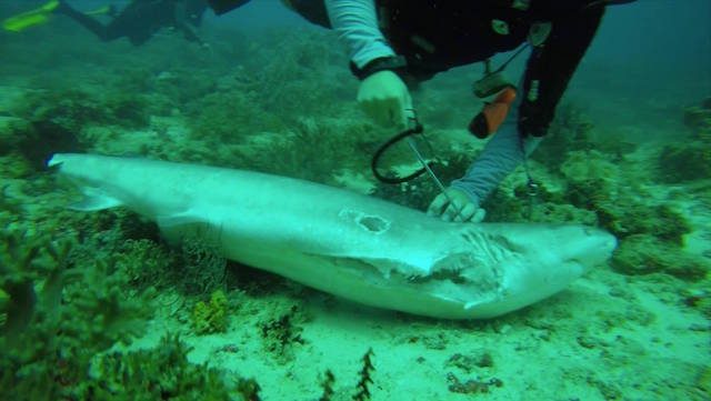 Bangkai hiu tanpa sirip ditemukan di perairan Raja Ampat