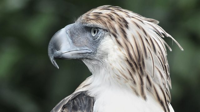 Philippine Eagle Center closed temporarily to protect eagles from bird flu