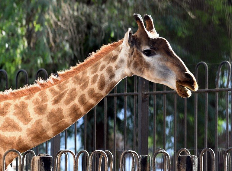 Giraffes ‘threatened with extinction’
